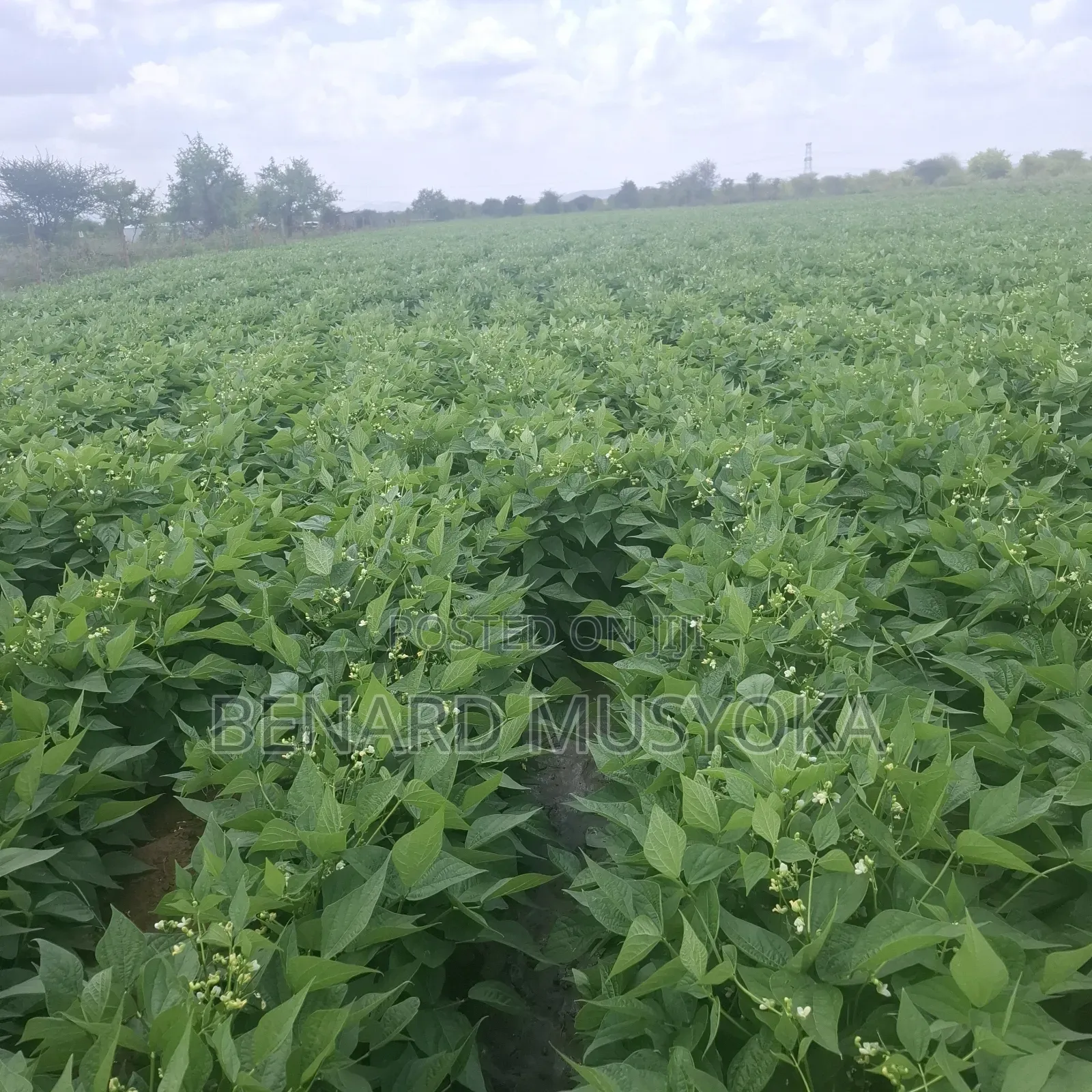 Freed Hold Title Deed of 39.75 Acres in Kajiado East