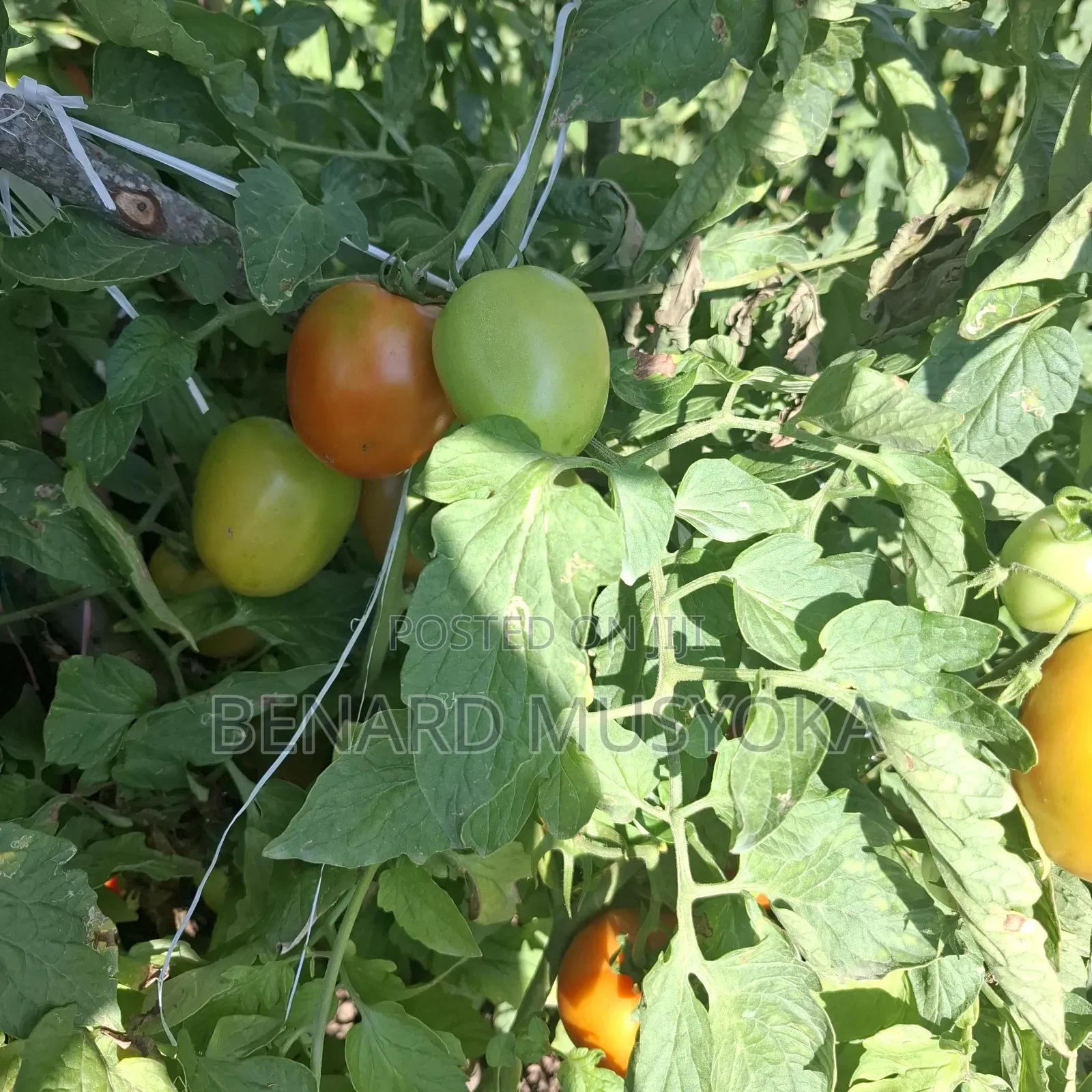 Freed Hold Title Deed of 39.75 Acres in Kajiado East