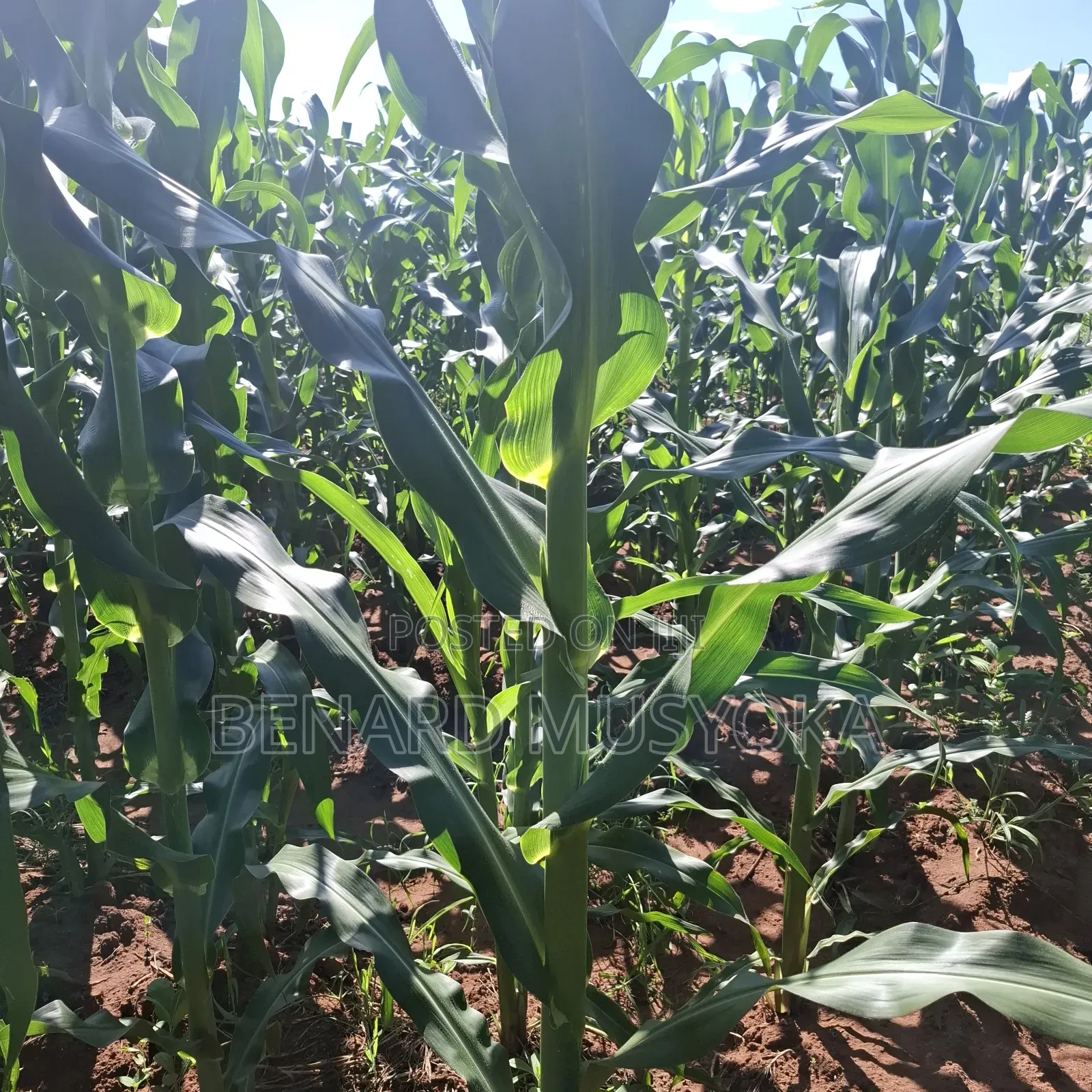 Freed Hold Title Deed of 39.75 Acres in Kajiado East