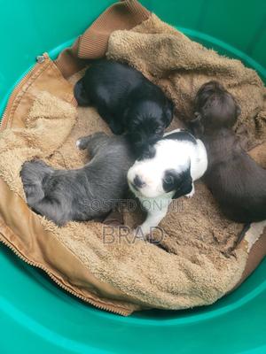 1-3 months Female Purebred Cocker Spaniel - main view