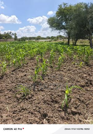 50 by 100 at Koma - thumbnail 2