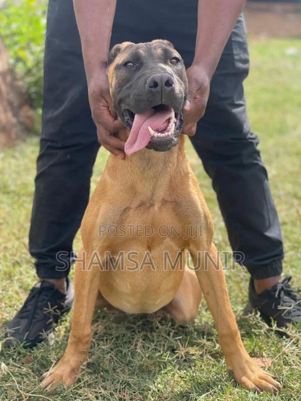 6-12 months Female Purebred Boerboel