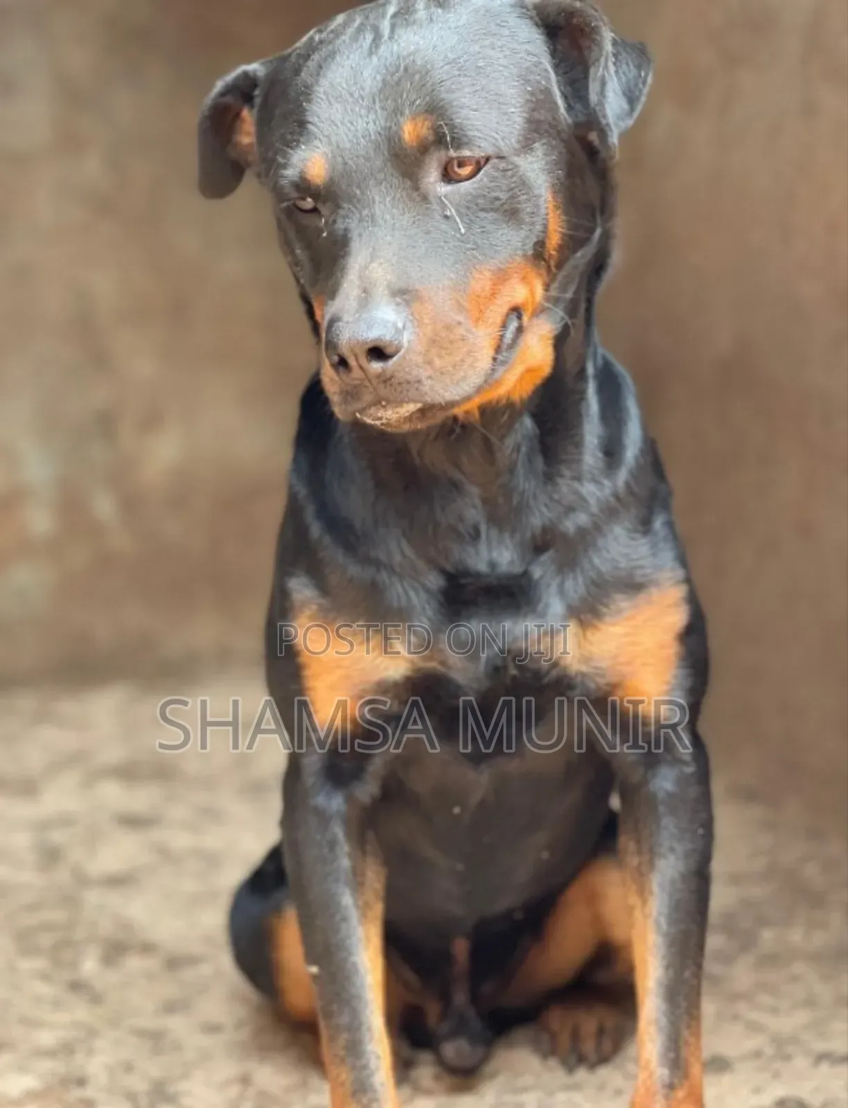 6-12 months Female Purebred Rottweiler