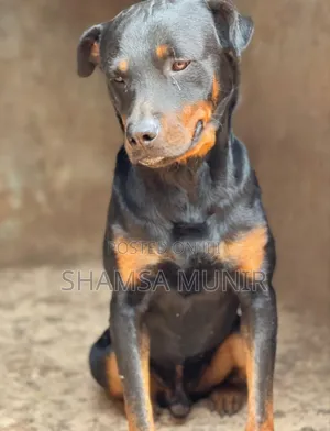 6-12 months Female Purebred Rottweiler