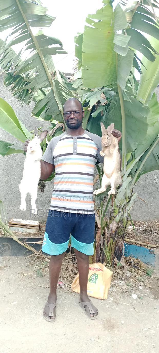 Hybrid Rabbits - main view