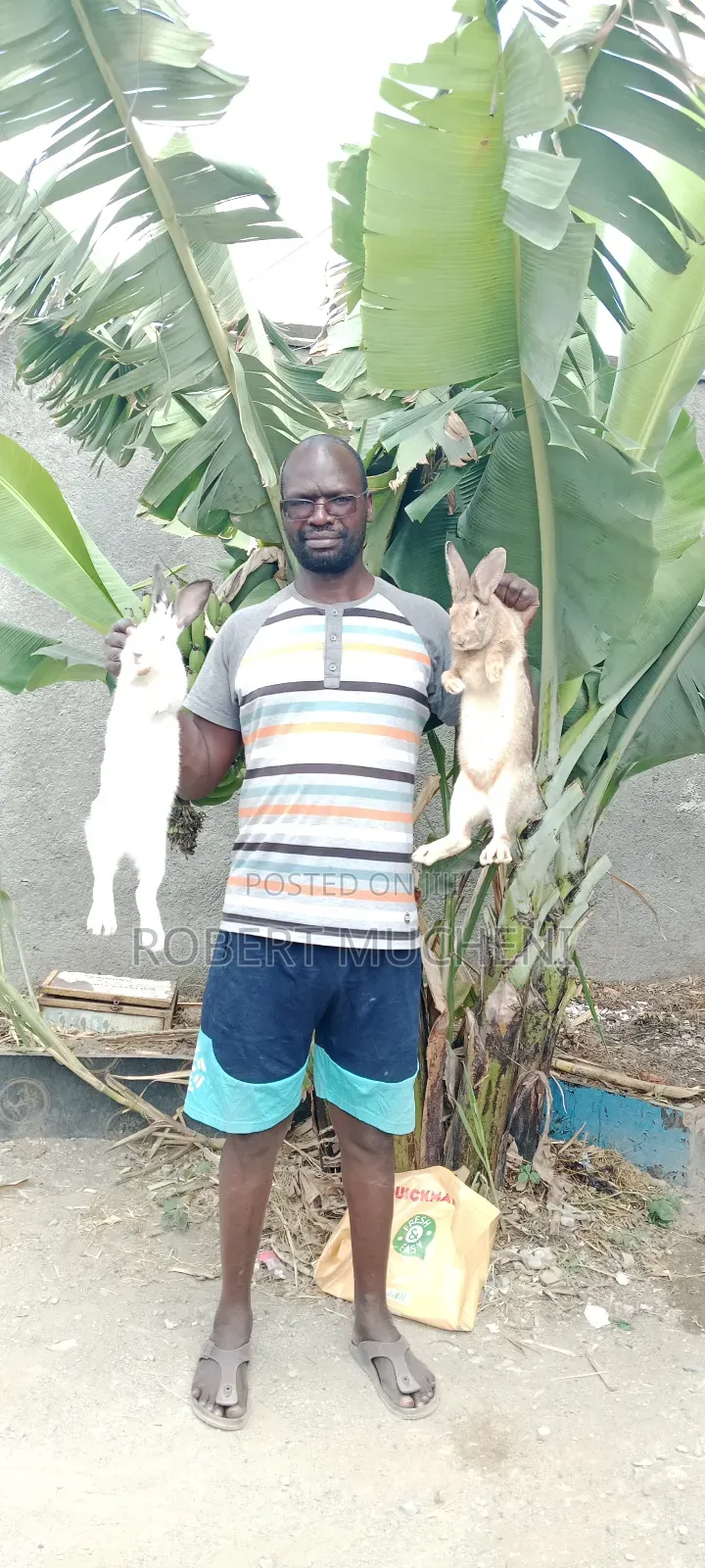 Hybrid Rabbits