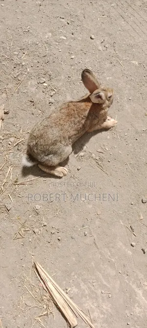 Hybrid Rabbits