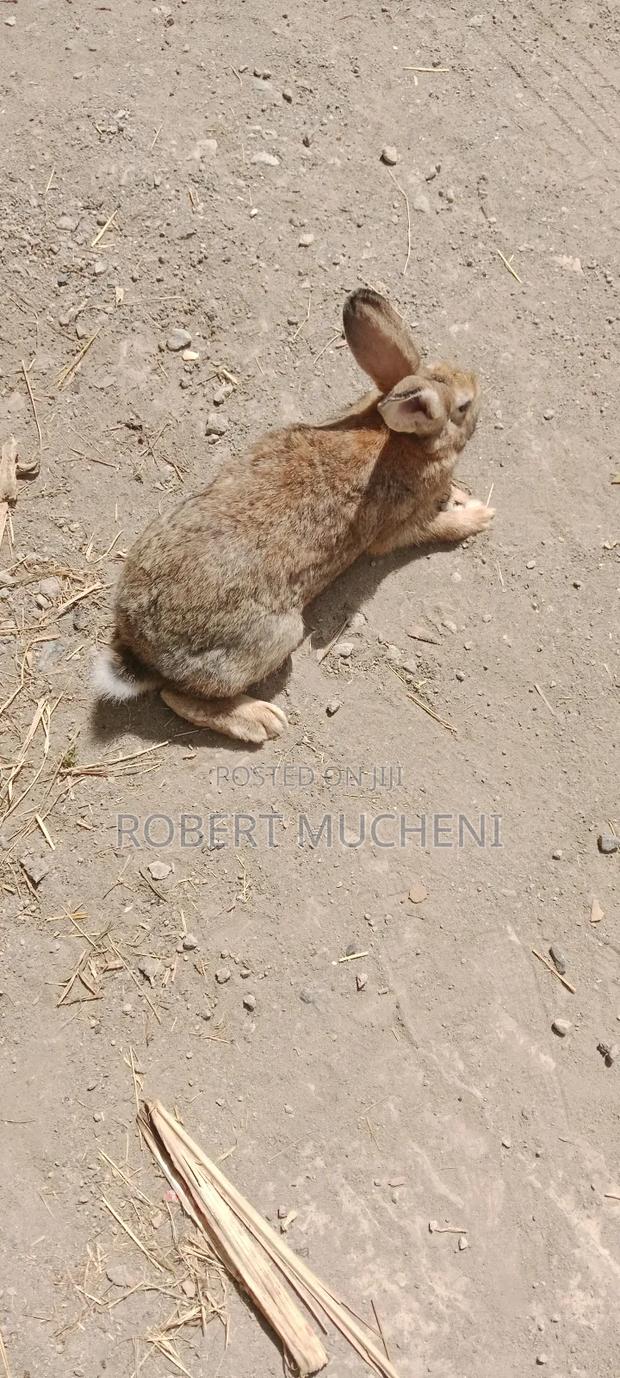 Hybrid Rabbits - thumbnail 3