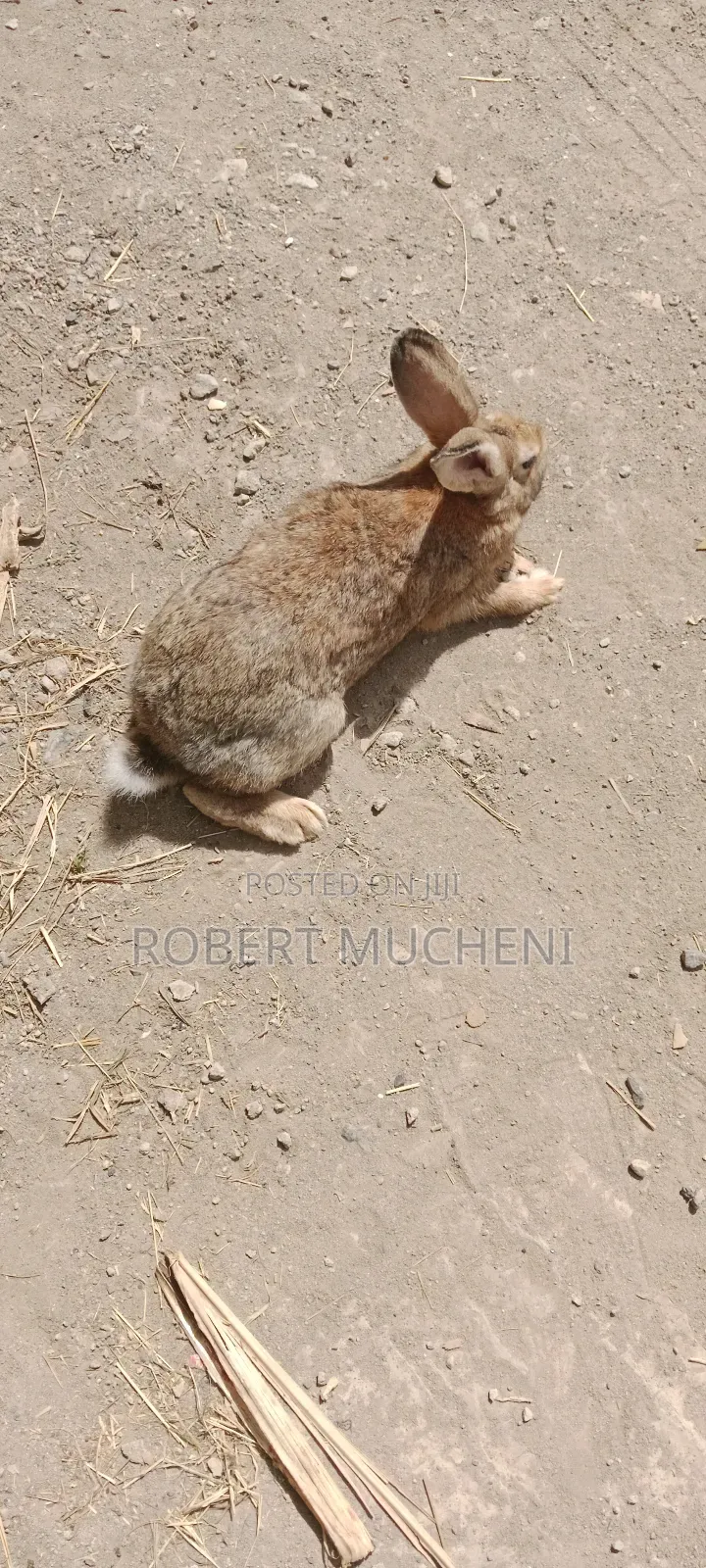 Hybrid Rabbits