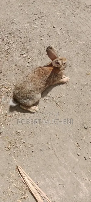Hybrid Rabbits