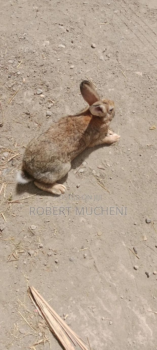 Hybrid Rabbits - thumbnail 4