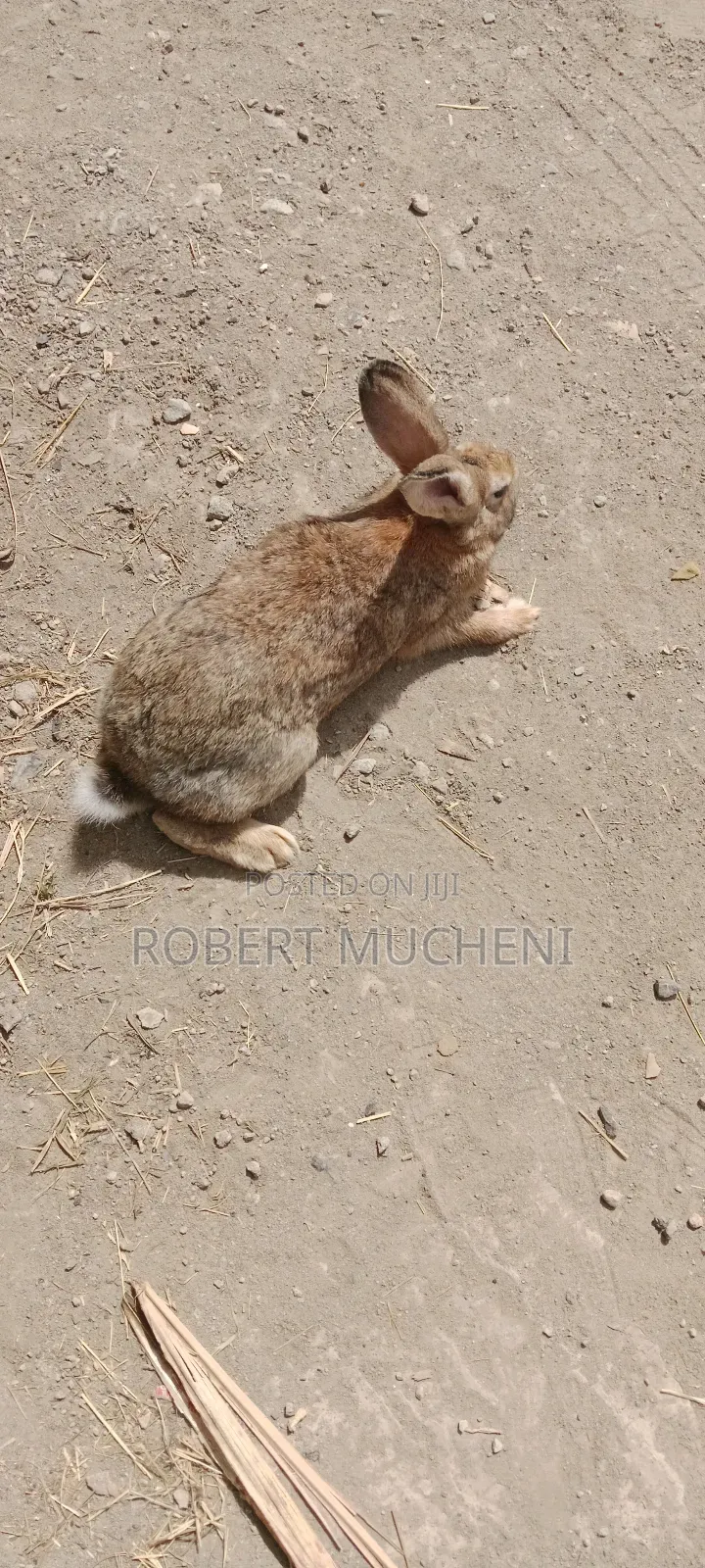 Hybrid Rabbits