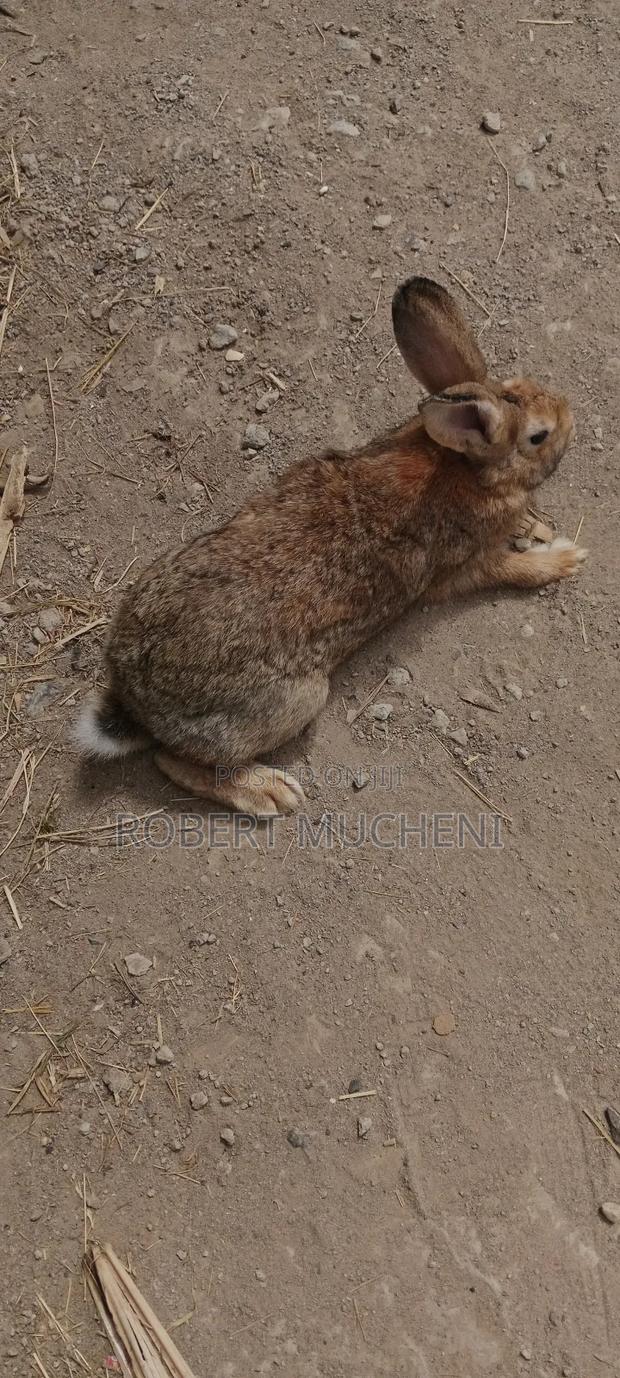 Hybrid Rabbits - thumbnail 5