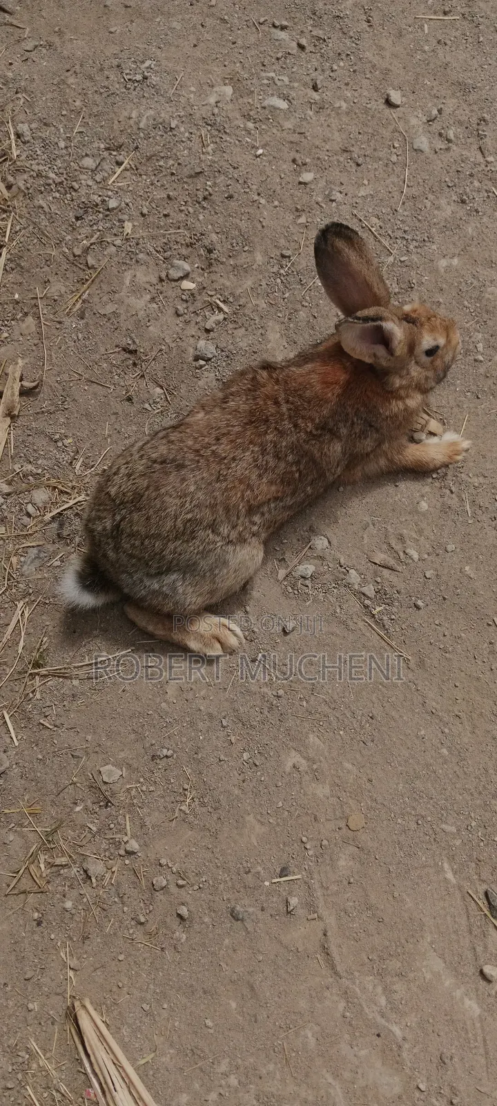 Hybrid Rabbits