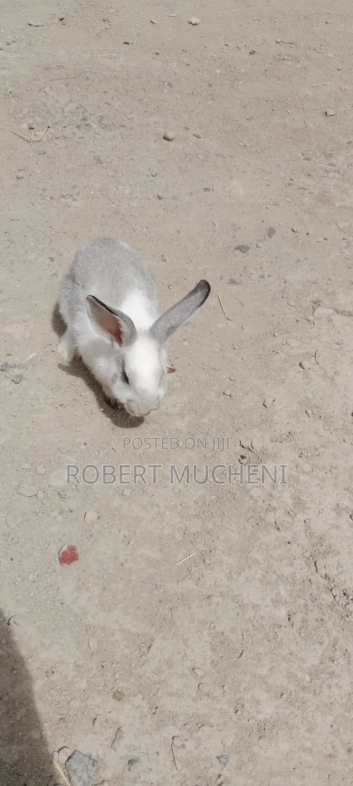 Hybrid Rabbits