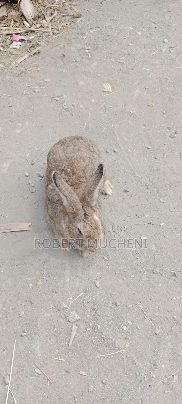 Hybrid Rabbits - thumbnail 7