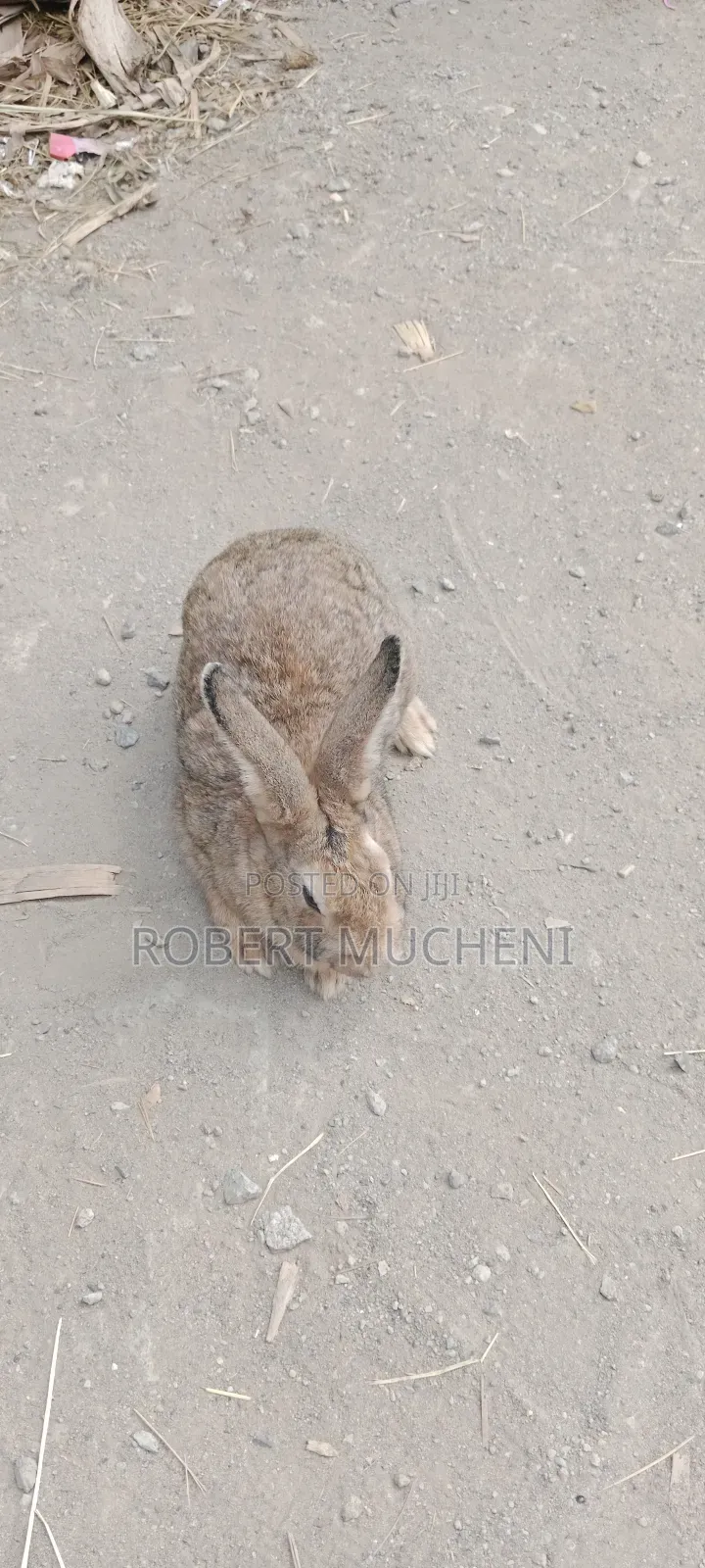 Hybrid Rabbits