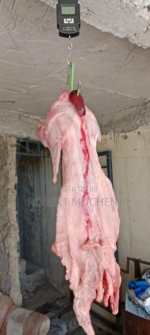 Hybrid Rabbits - thumbnail 8