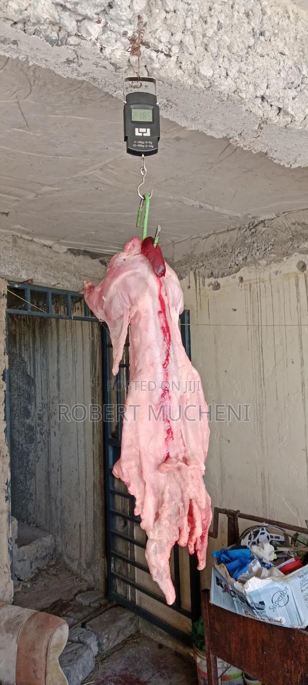 Hybrid Rabbits - thumbnail 9