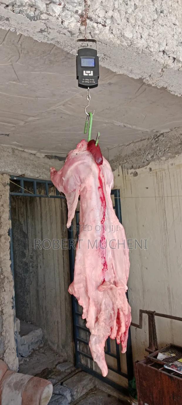 Hybrid Rabbits - thumbnail 10