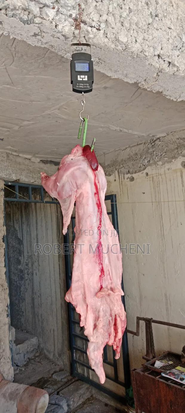 Hybrid Rabbits - thumbnail 11