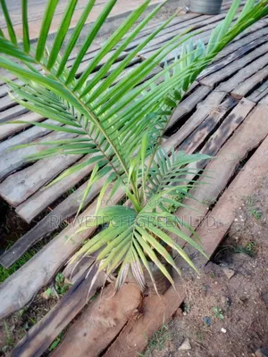 Royal Palm Seedlings