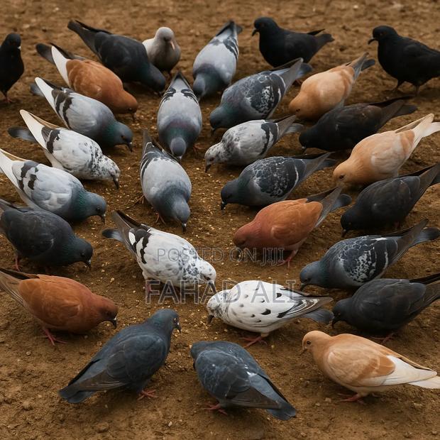 Local Pigeons