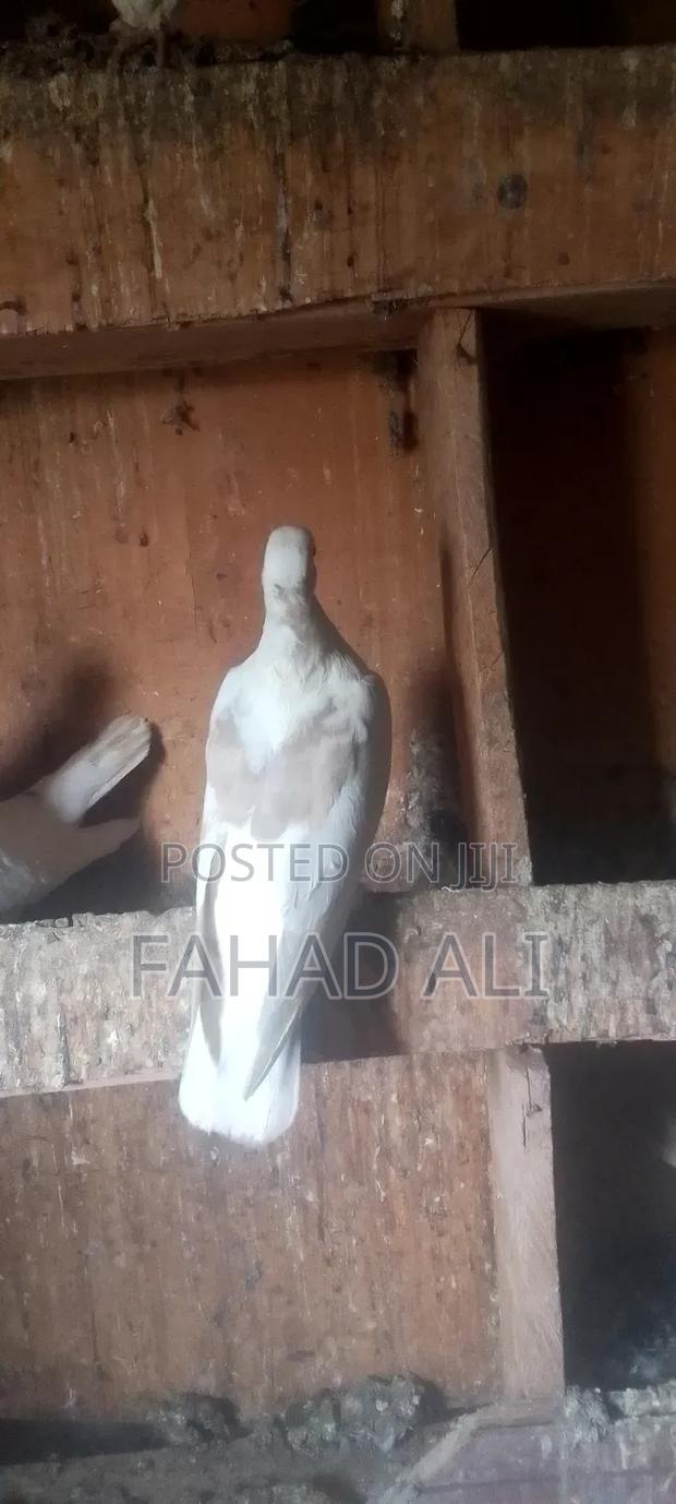 Local Pigeons - thumbnail 2