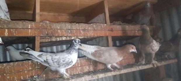 Local Pigeons - thumbnail 3