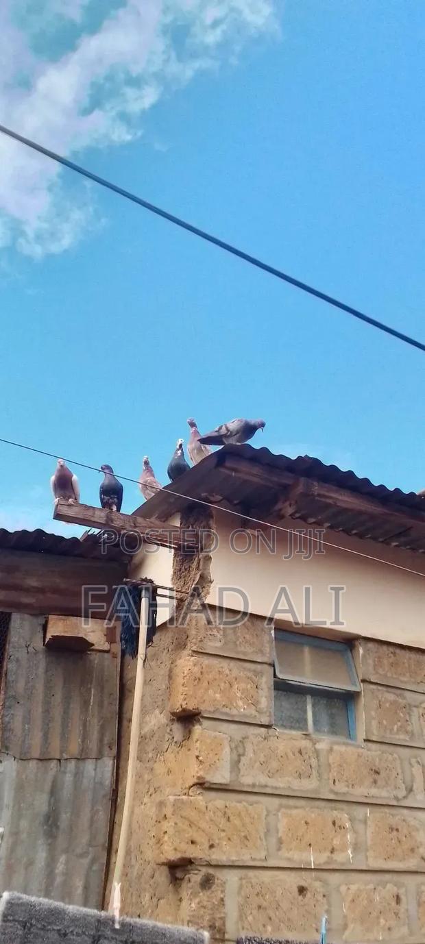 Local Pigeons - thumbnail 4
