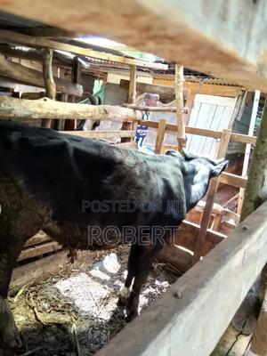 Bull | Cow | Freshian - main view