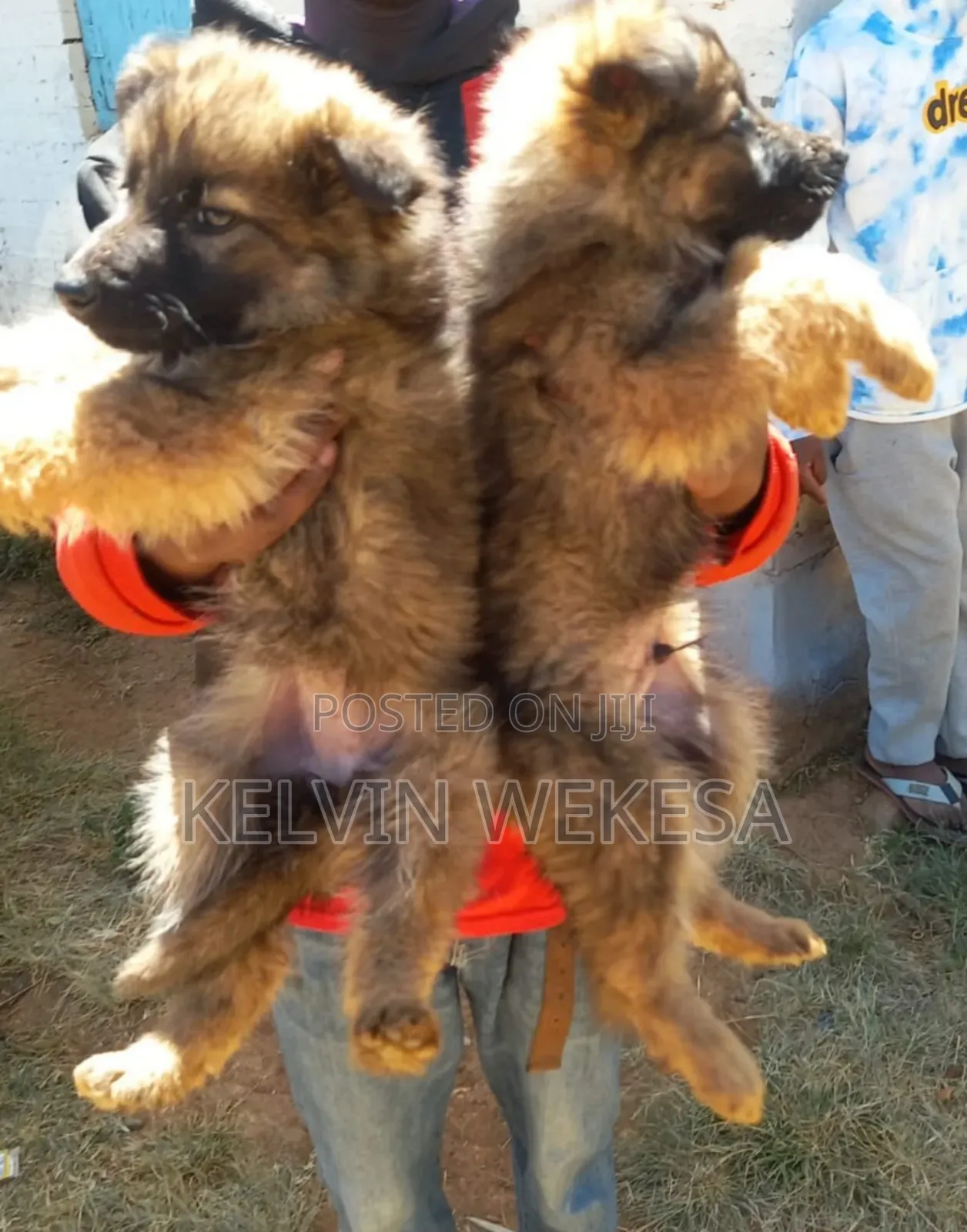 1-3 months Female Purebred German Shepherd
