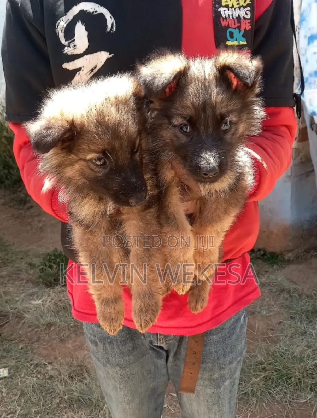 1-3 months Female Purebred German Shepherd