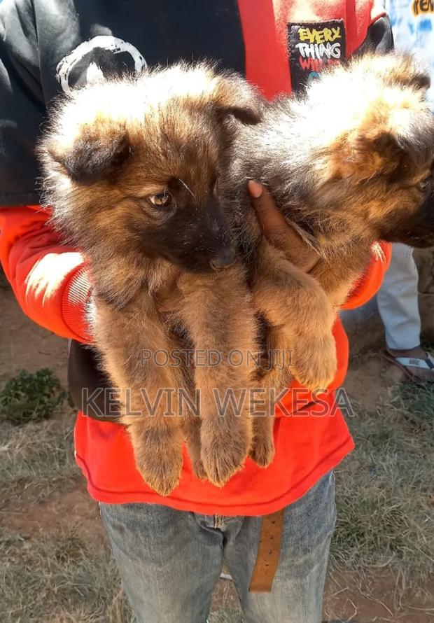 1-3 months Female Purebred German Shepherd - thumbnail 3
