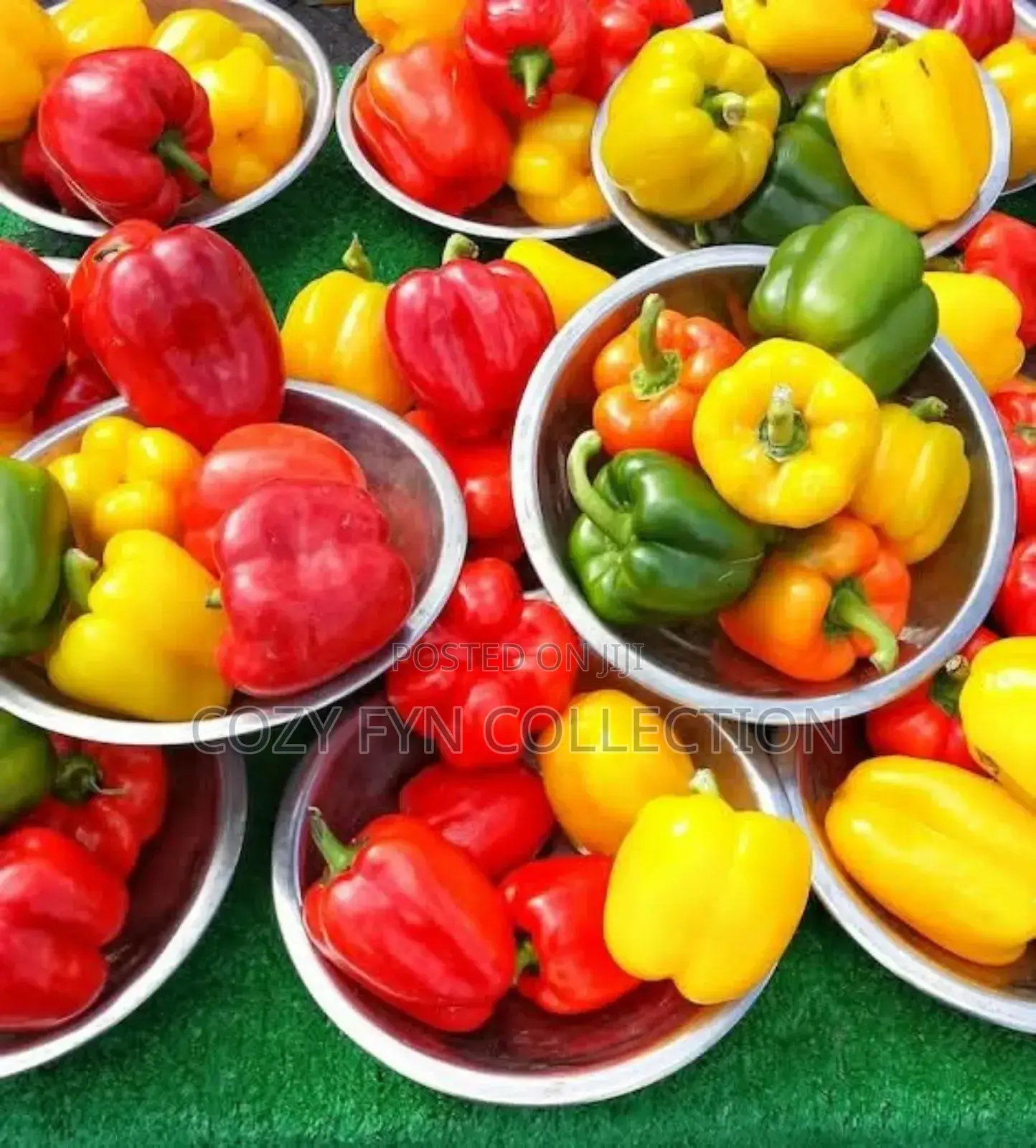 Coloured Capsicum (Hoho)