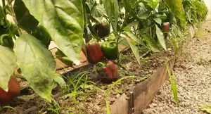 Coloured Capsicum (Hoho)