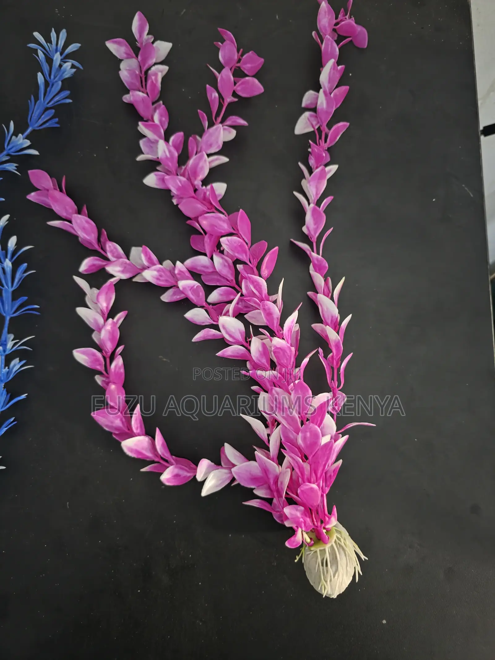 Hot Deal: Long Aquarium Plants at 200sh
