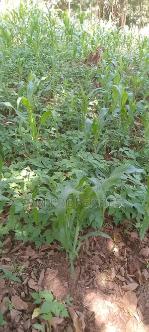 Naivasha Plots for Sale
