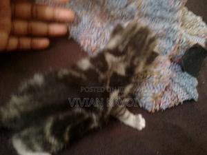 0-1 month Male Mixed Breed American Shorthair - main view