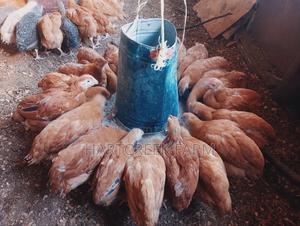 Kenbro Chicken for Sale - main view