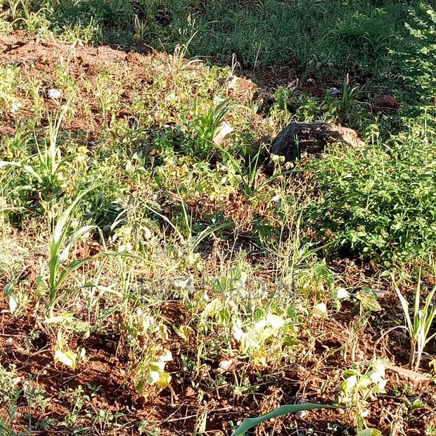 Prime 100x100 Plot for Sale at Lower Dallas Embu