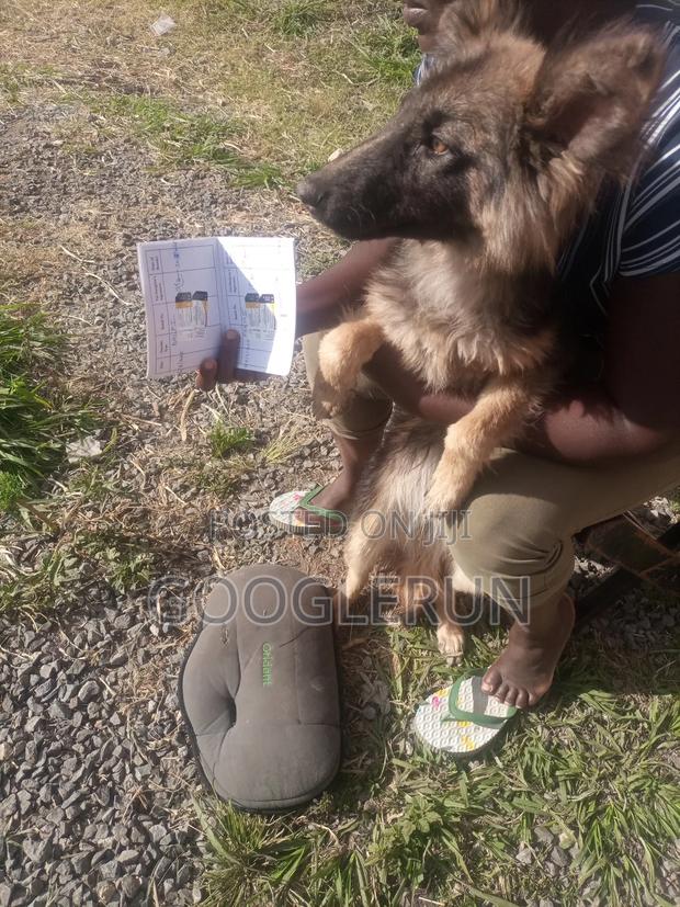 6-12 months Female Purebred German Shepherd - thumbnail 2