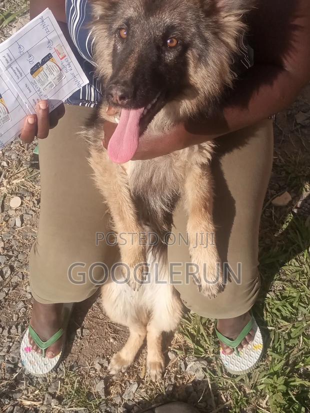 6-12 months Female Purebred German Shepherd - main view