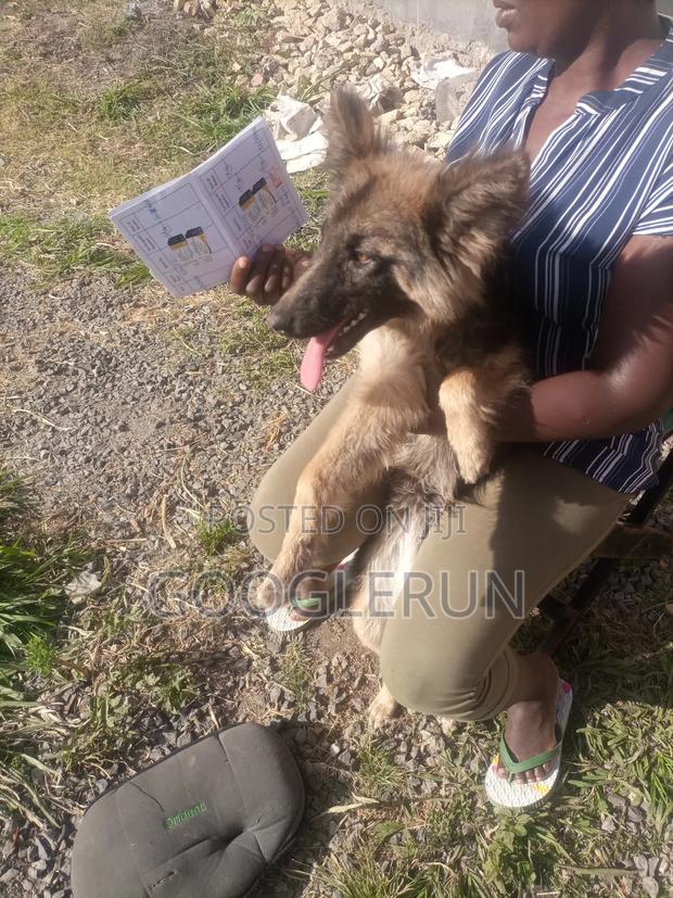 6-12 months Female Purebred German Shepherd - thumbnail 3