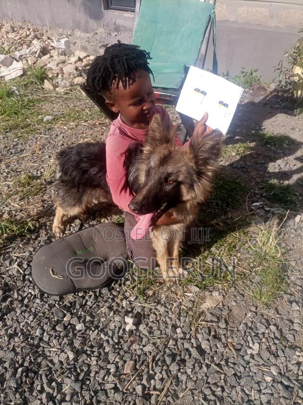 6-12 months Female Purebred German Shepherd - thumbnail 4