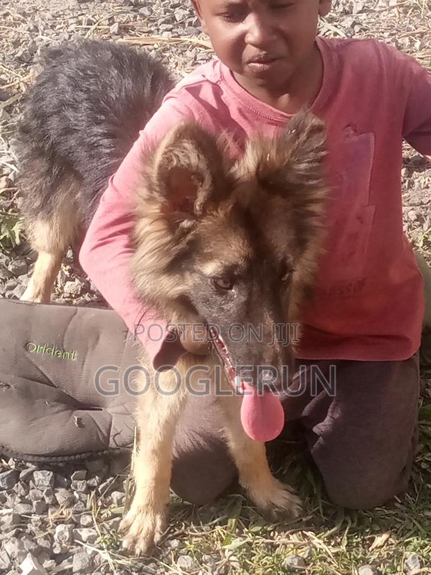 6-12 months Female Purebred German Shepherd - thumbnail 5