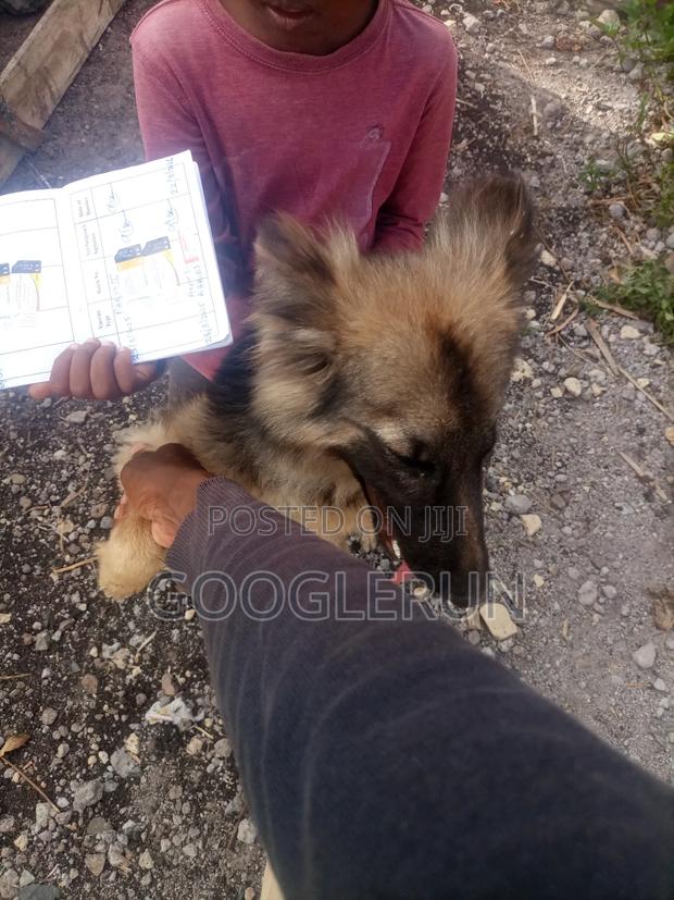 6-12 months Female Purebred German Shepherd - thumbnail 6