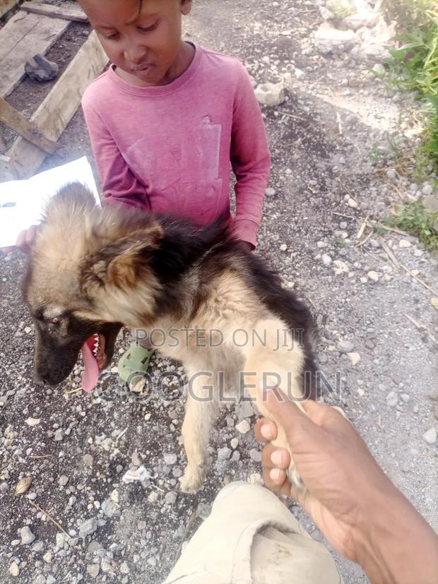 6-12 months Female Purebred German Shepherd - thumbnail 7