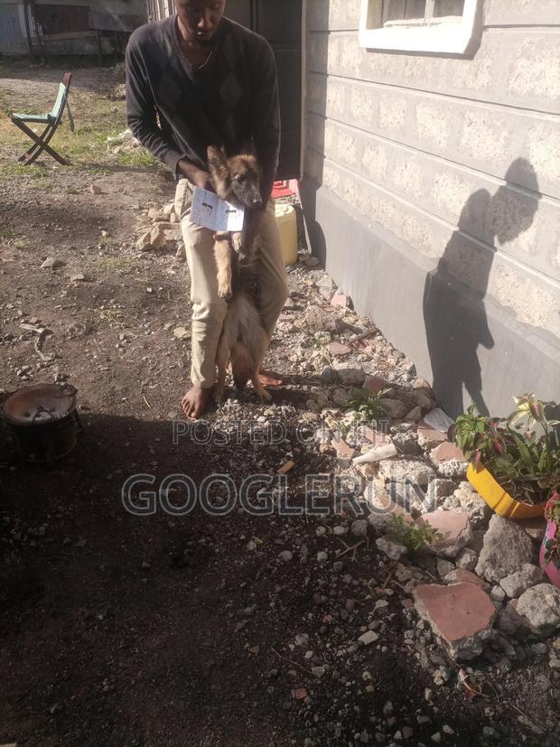 6-12 months Female Purebred German Shepherd - thumbnail 8