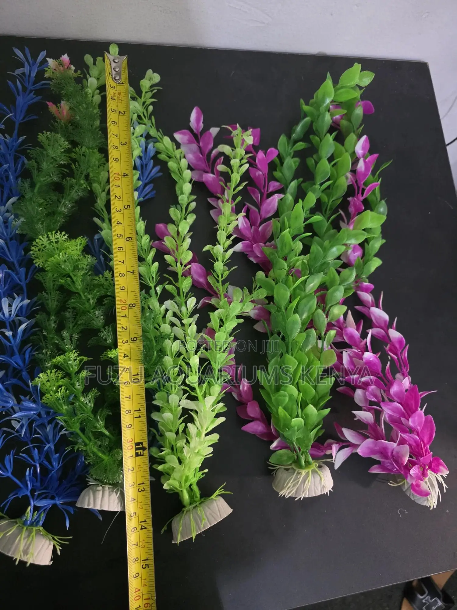 Tall Background Plants For Fish Tanks